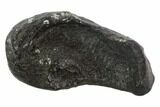 Fossil Whale Ear Bone - Miocene #95723-1